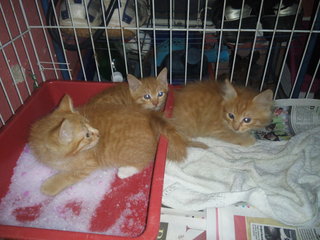 Si Garang - Domestic Medium Hair + Tabby Cat