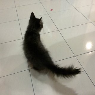 The Fantastic Four - Domestic Long Hair + Domestic Medium Hair Cat