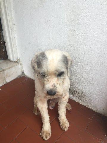 Max - Terrier + Shih Tzu Dog