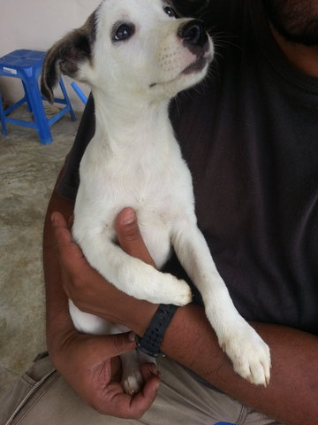 Snoopy In Kulim - Mixed Breed Dog