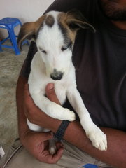 Snoopy In Kulim - Mixed Breed Dog