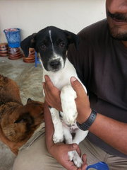 Tanto In Kulim  - Mixed Breed Dog