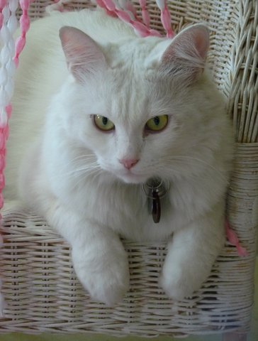 Prince - Turkish Angora Cat