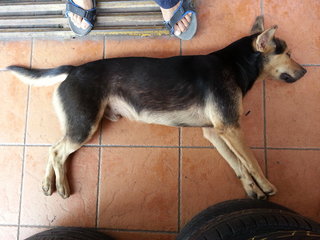 Rover sleeping at a garage.