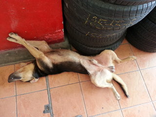 Rover sleeping at a garage.