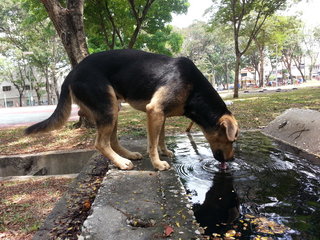 Rover drinking water.