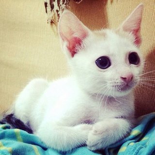 4 months old