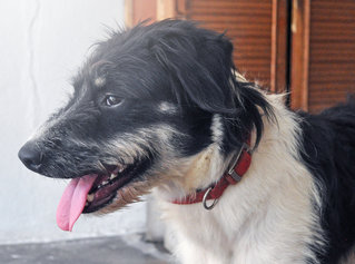 Kayla - Irish Wolfhound + Border Collie Dog