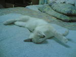 Puco - Siamese + Domestic Short Hair Cat
