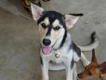 Queenie - Siberian Husky + Golden Retriever Dog