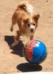 Mocos - Chihuahua Dog