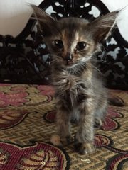 Lolly - Domestic Medium Hair Cat