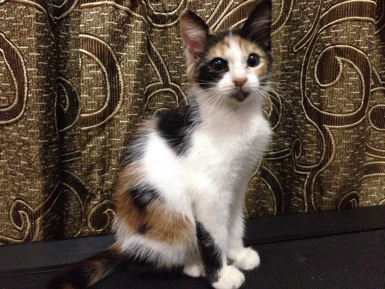 calico-domestic-medium-hair-kitten-adopted-9-years-2-months-baby