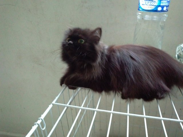 Smokey Black Kitten 9393 - Persian Cat