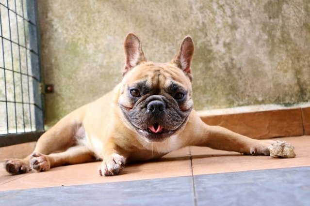 Ginger - French Bulldog Dog