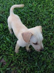 Female - Available