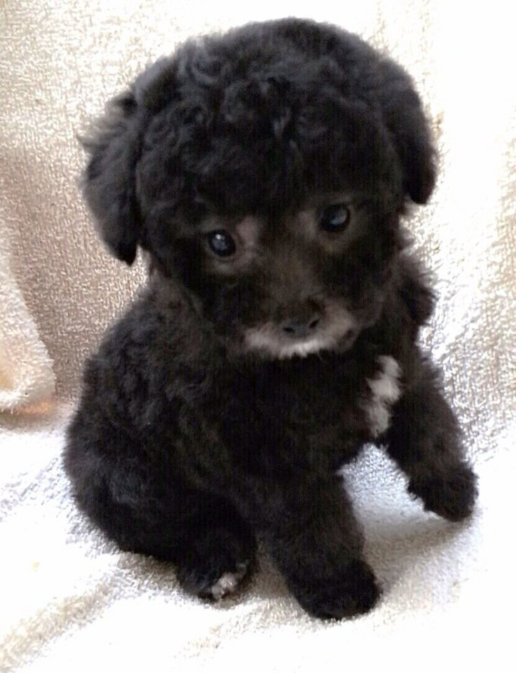Poodle Puppy Sold 8 Years 11 Months, Taiwan Silver Poodle & Mka from