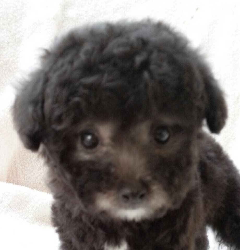 Poodle Puppy Sold 8 Years 11 Months, Taiwan Silver Poodle & Mka from