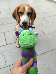 Max - Beagle Dog