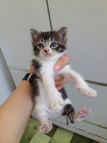 Adorable Kitten. - Domestic Short Hair Cat