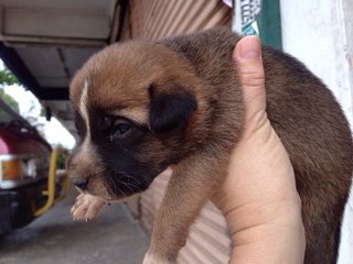 Sophia's Bunch - Mixed Breed Dog