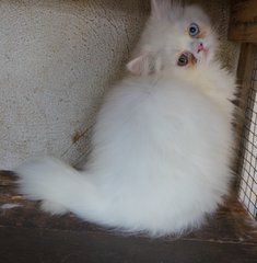 PF65390 - Persian Cat