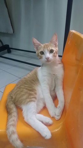 Miu Miu - Urgent Adoption !!! - Domestic Short Hair Cat