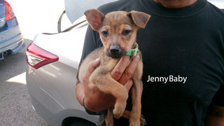 Jenny-baby - Mixed Breed Dog