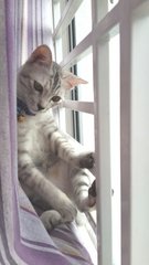 Neli Alia (Yaya) - Domestic Short Hair Cat
