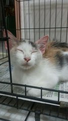 Tabby - Mixed Breed Cat