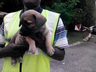 Guardhouse Pups - Mixed Breed Dog