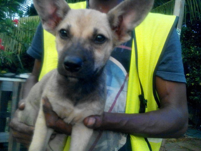 Guardhouse Pups - Mixed Breed Dog