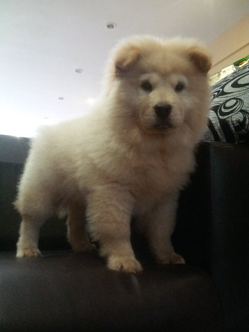 Usj Promo Cream Chow Chow Female - Chow Chow Dog