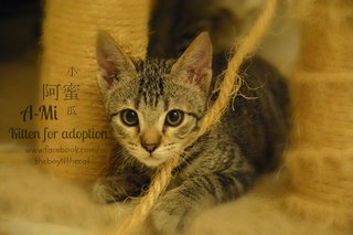 A-mi 阿蜜瓜, Fruit Stall Kitten - Domestic Short Hair Cat