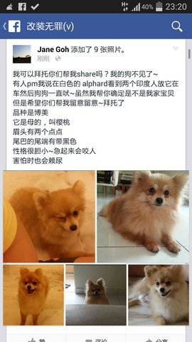 樱桃 - Pomeranian Dog