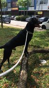 Oreo - Labrador Retriever Mix Dog