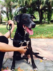 Oreo - Labrador Retriever Mix Dog