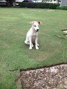 Gentle - Mixed Breed Dog