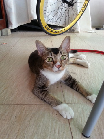 Sinyu - Domestic Short Hair Cat