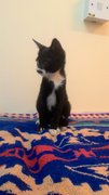 Stoking Kittie - Domestic Short Hair Cat