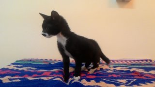 Stoking Kittie - Domestic Short Hair Cat