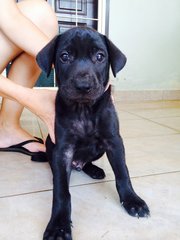 Male black pup (pic taken on 21 Feb)