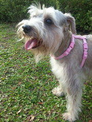 Honey - Schnauzer + Silky Terrier Dog