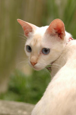 Milky - Domestic Short Hair Cat