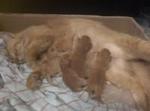 giving birth to new 4 kitten