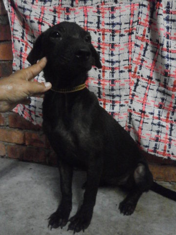  Beauty  Im Black ! - Mixed Breed Dog