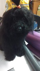 Thick Coat Black Poodle - Poodle Dog