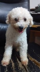 Cute White Poodle Mix - Poodle Dog