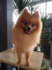 Male Pomeranian - Pomeranian Dog