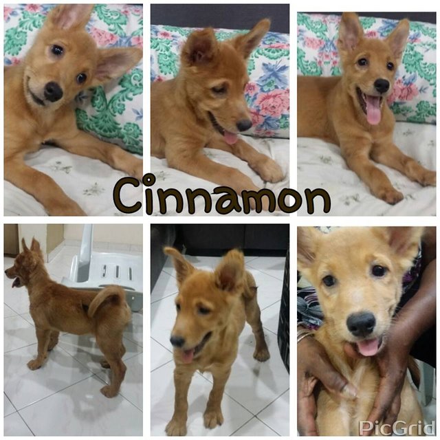Cinnamon &amp; Pepper - Mixed Breed Dog